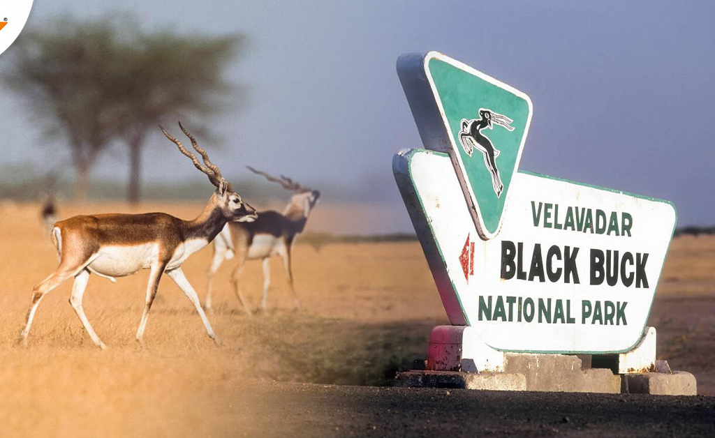 Blackbuck Trails
